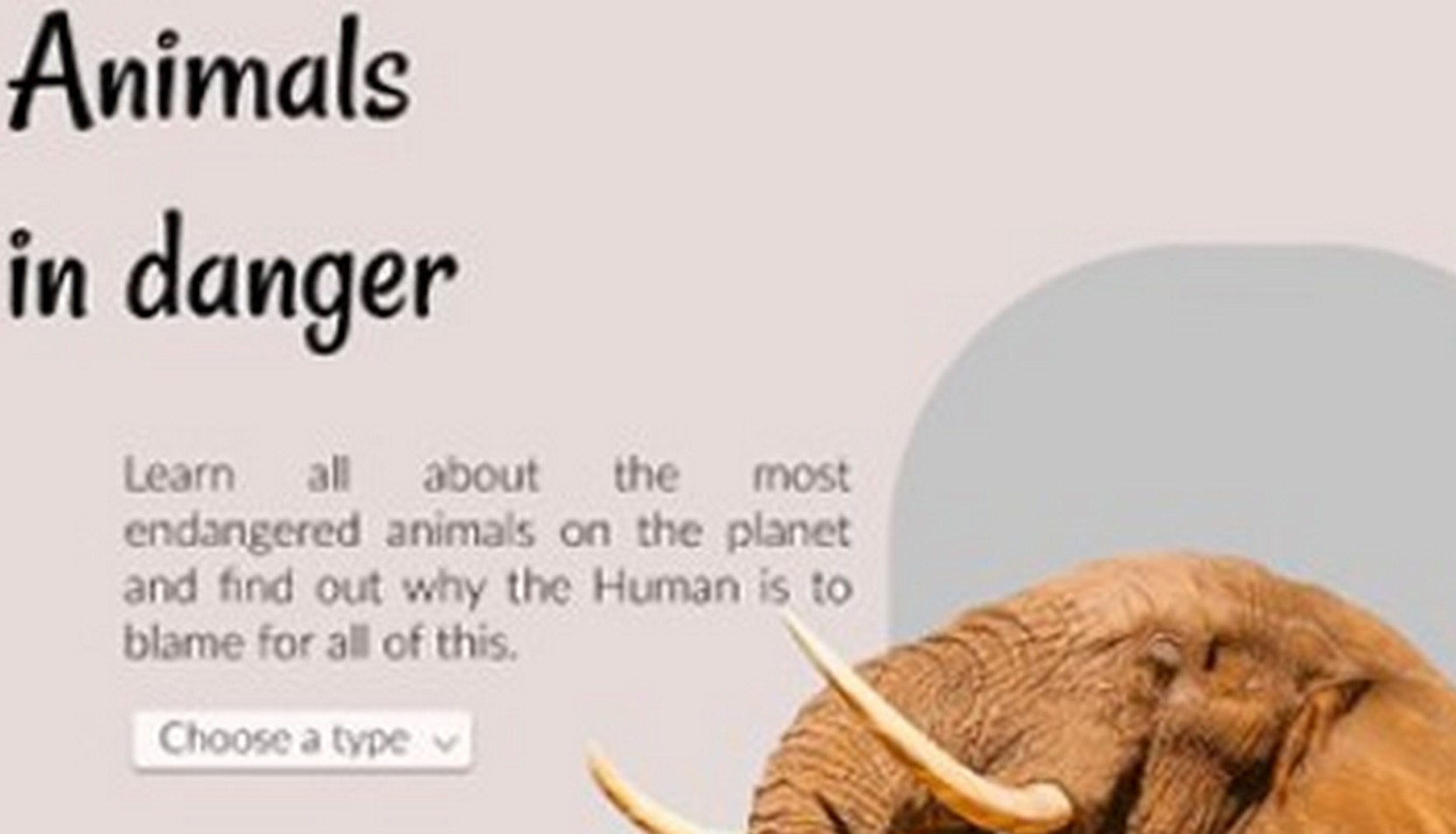 projeto animals in danger